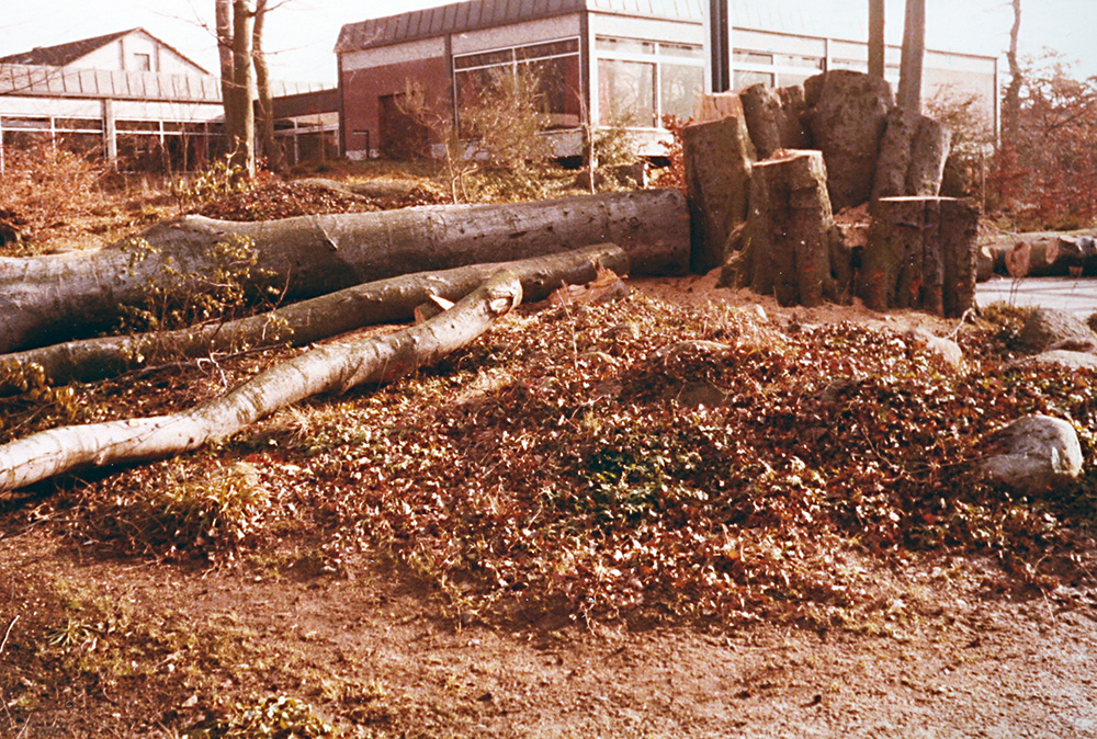1986 Baumfällung im Kurpark / Malente Archiv